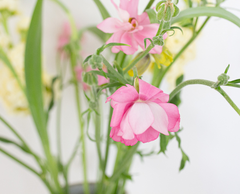 Dr. med. Barbara Ordon, Medizin, Ayurveda, Coaching, Hannover, Blumen