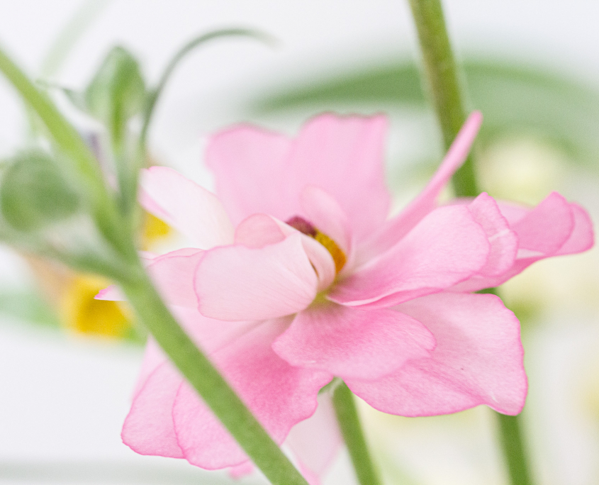 Dr. med. Barbara Ordon, Medizin, Ayurveda, Coaching, Hannover, Blumen